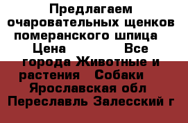 Предлагаем очаровательных щенков померанского шпица › Цена ­ 15 000 - Все города Животные и растения » Собаки   . Ярославская обл.,Переславль-Залесский г.